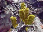 Yellow Sponge