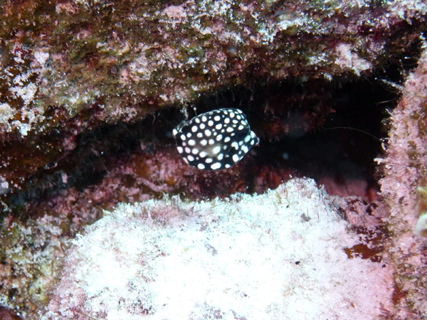 Tiny boxfish