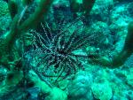 Basket star