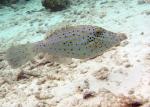 Filefish