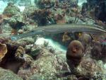 Trumpet fish