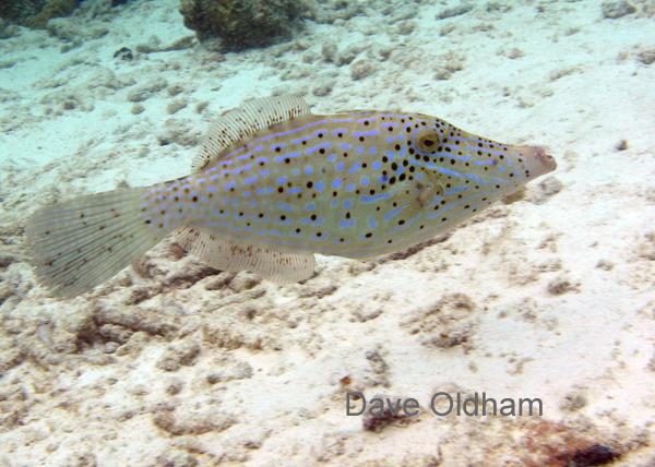 Filefish