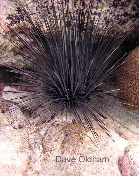 Urchin