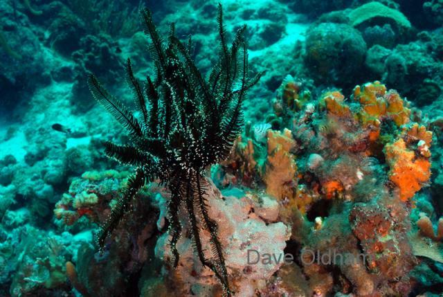 Open Crinoid